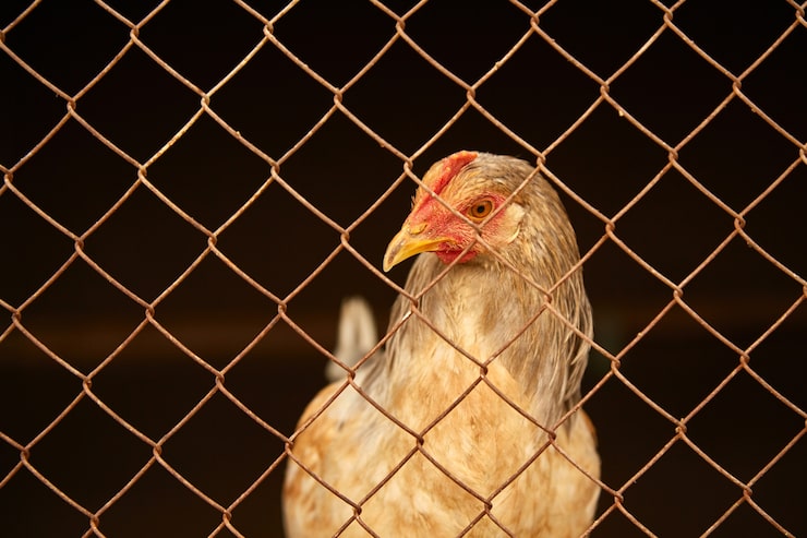 Chicken Mesh